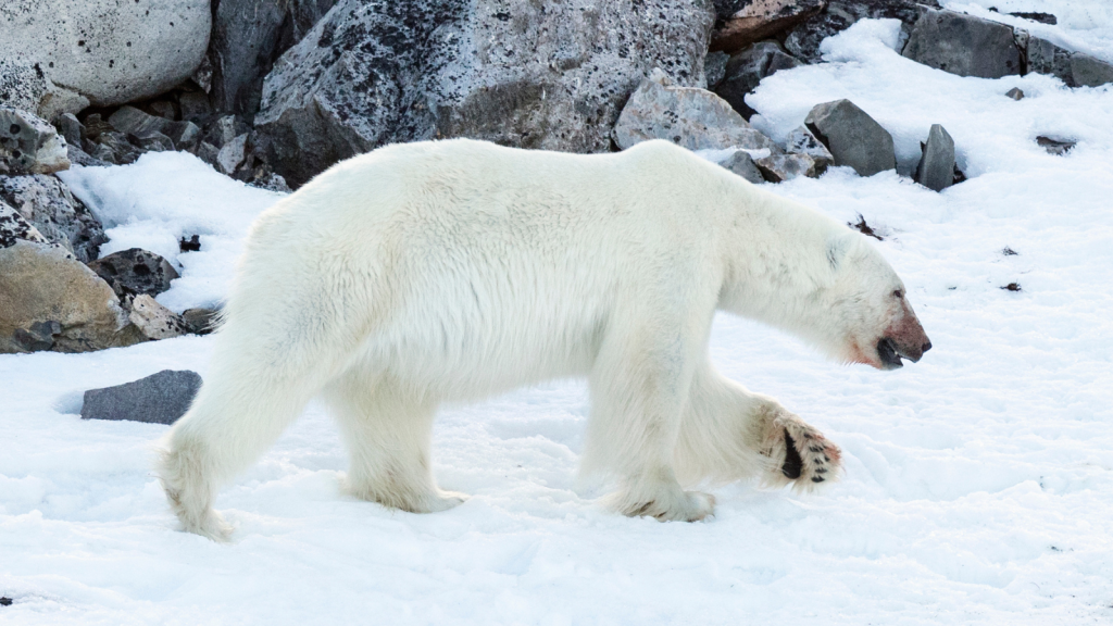 Polar Bear