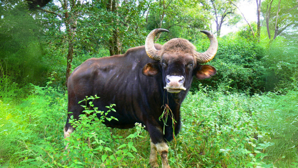 Indian Gaur