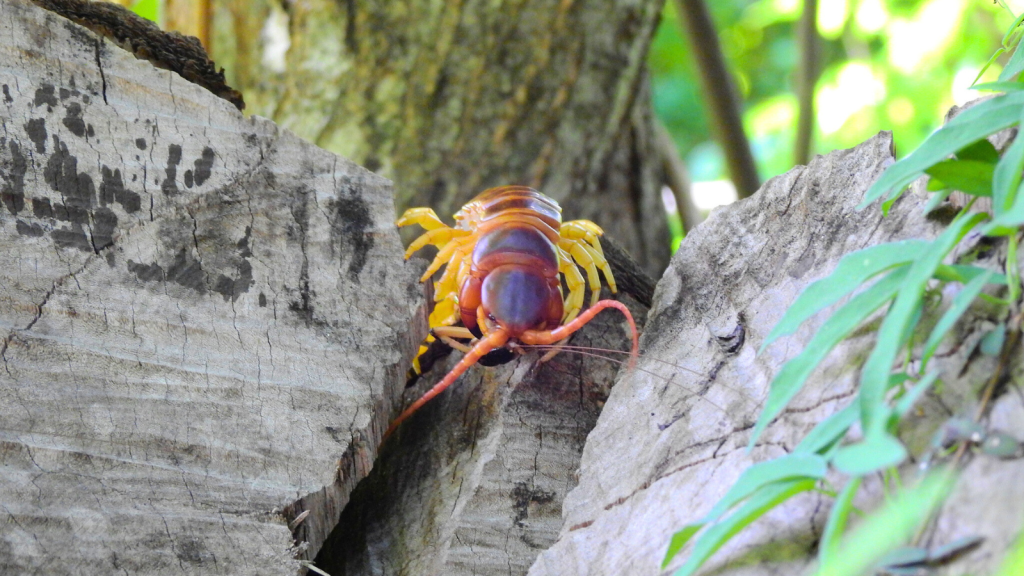 Amazonian Giant Centipede