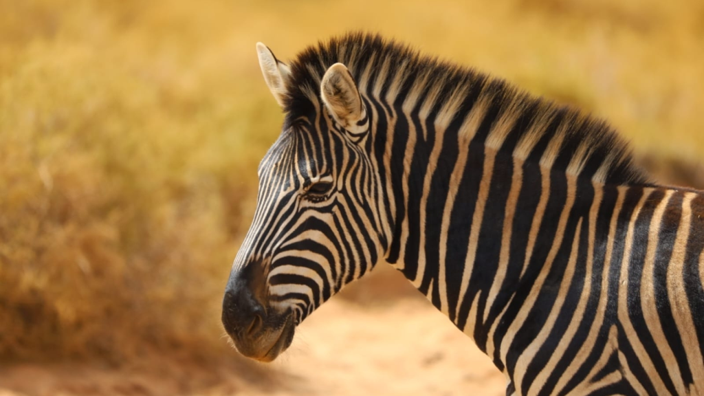 12 Unusual Facts About the Plains Zebra