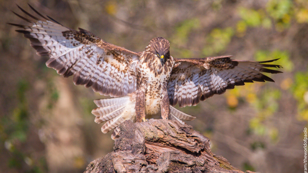 Common Buzzard | 11 Secrets of the Buzzard's Hunting Techniques