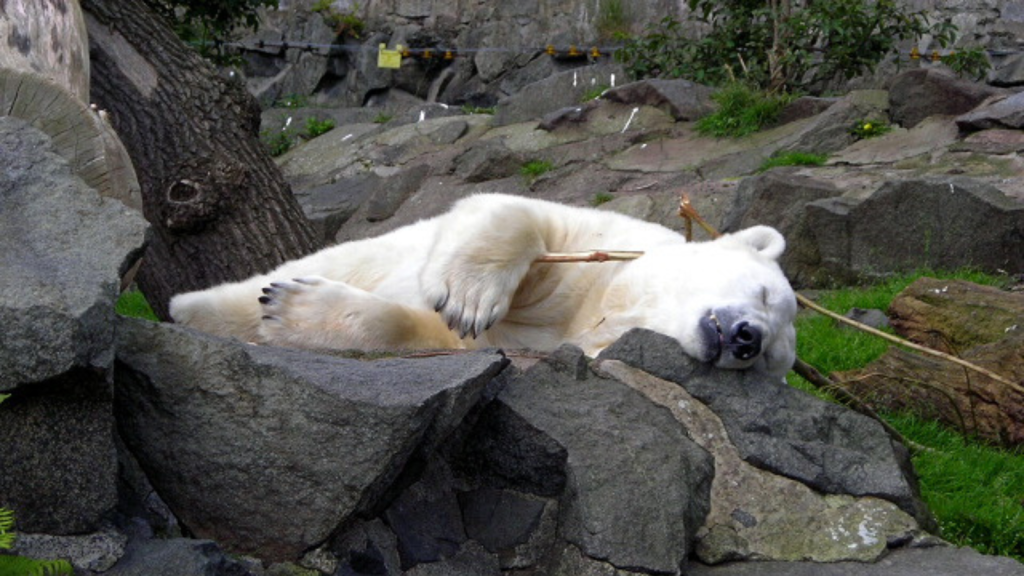 Polar Bear