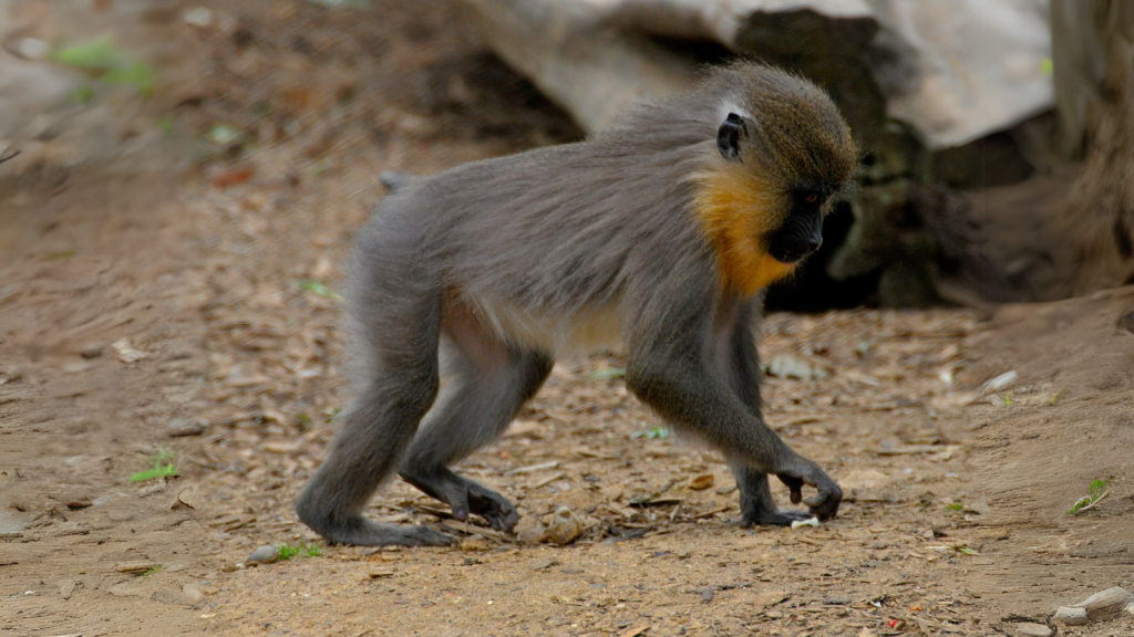 Mandrill 