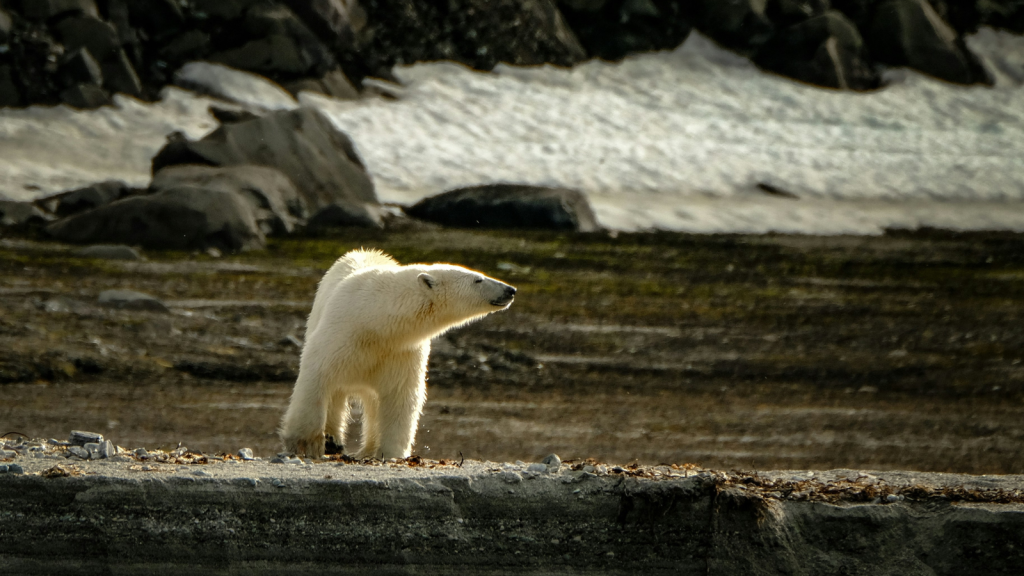 Polar Bear