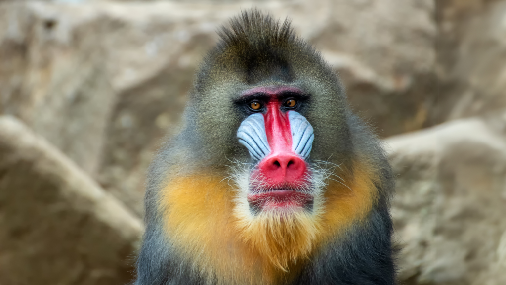 Mandrill 