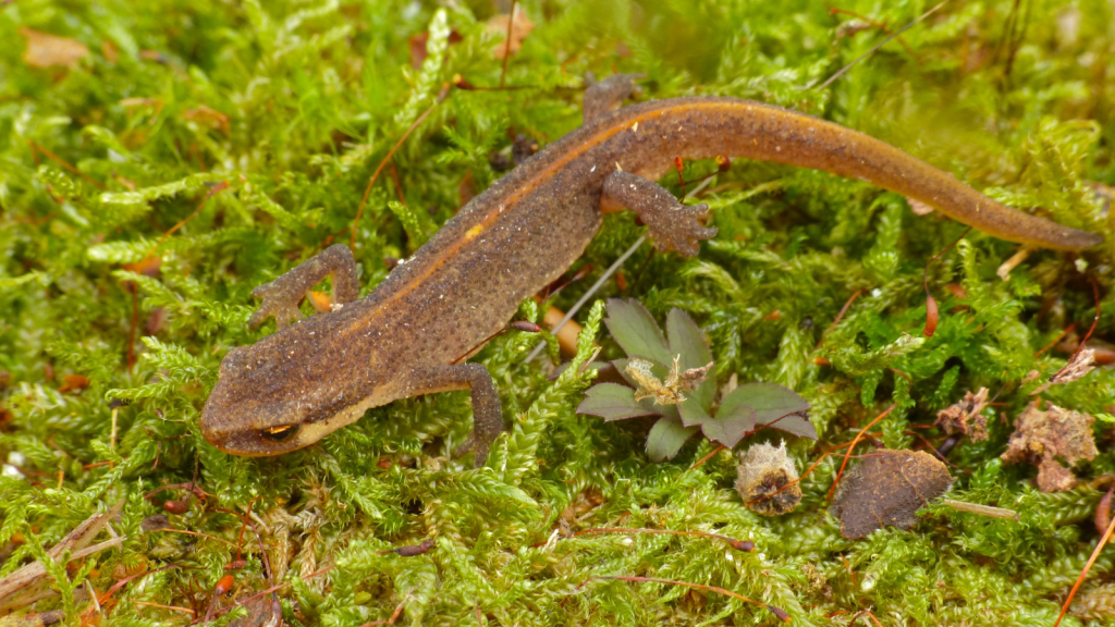 Palmate Newt