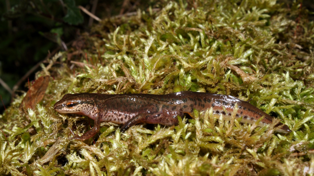 Palmate Newt