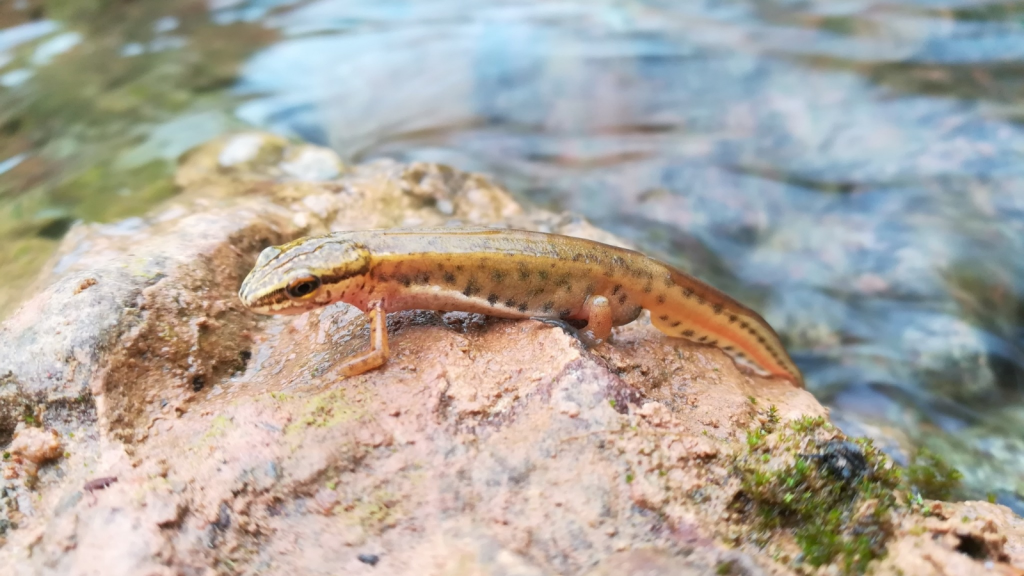 Palmate Newt