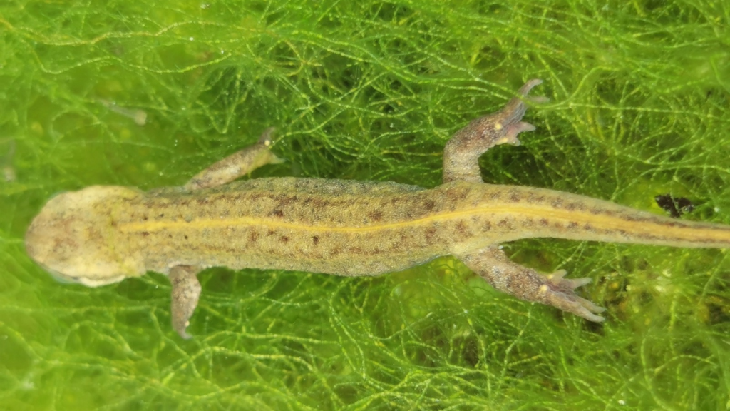 Palmate Newt 