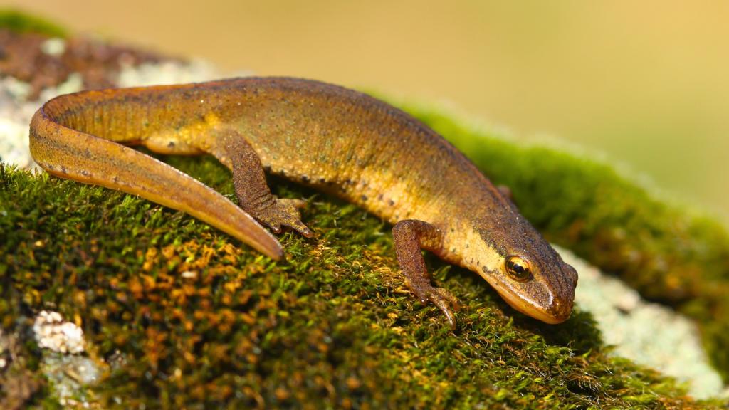 14 Amazing Facts About the Palmate Newt, Britain's Shy Amphibian