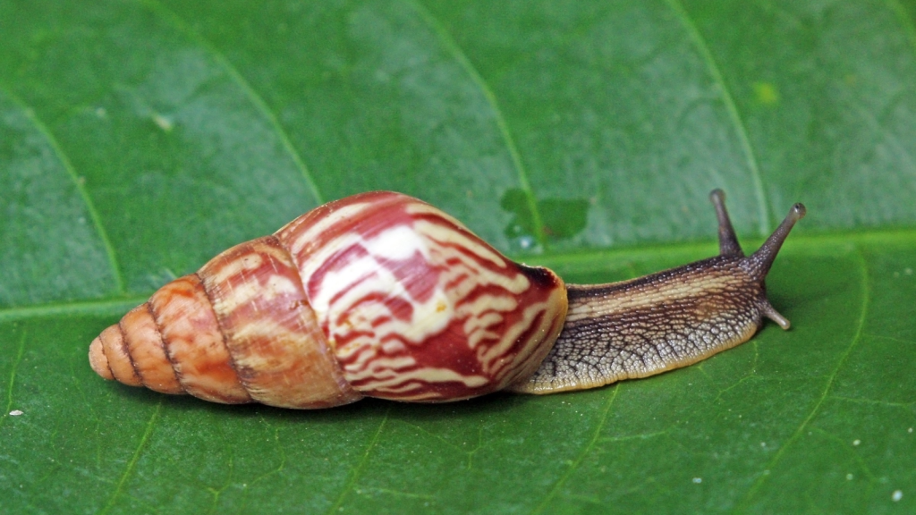 Giant African Land Snail