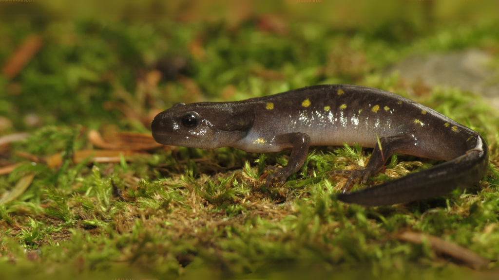 Yellow Spotted Salamander