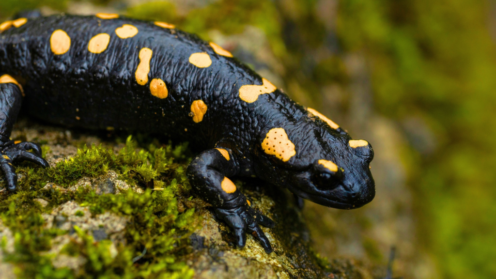 Yellow Spotted Salamander | 14 Acid-Spewing Organisms: Nature's Chemical Warfare Experts