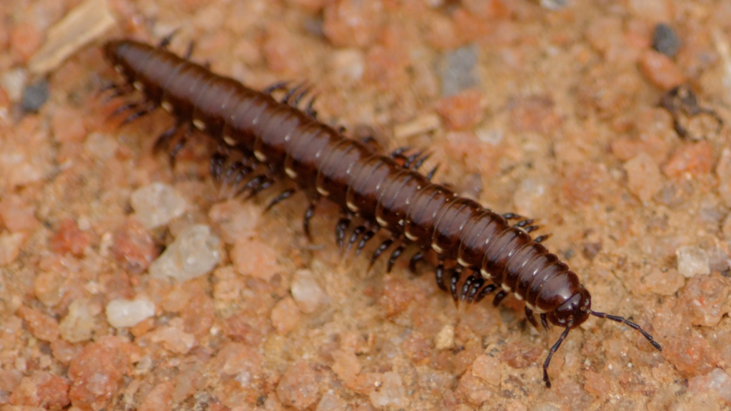 Millipede