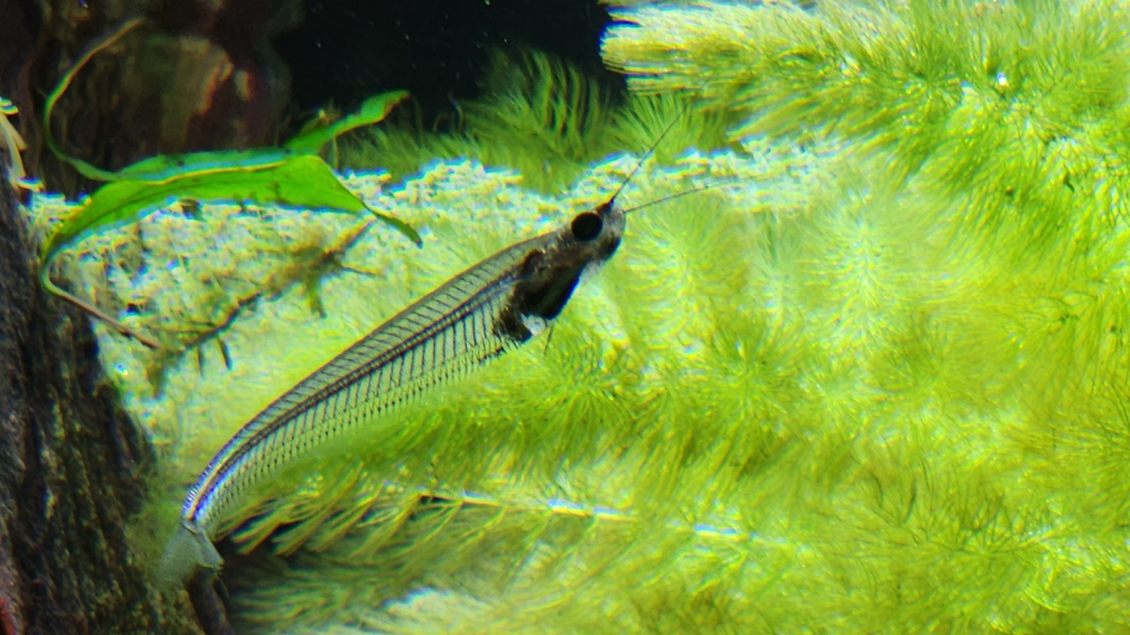 Glass Catfish