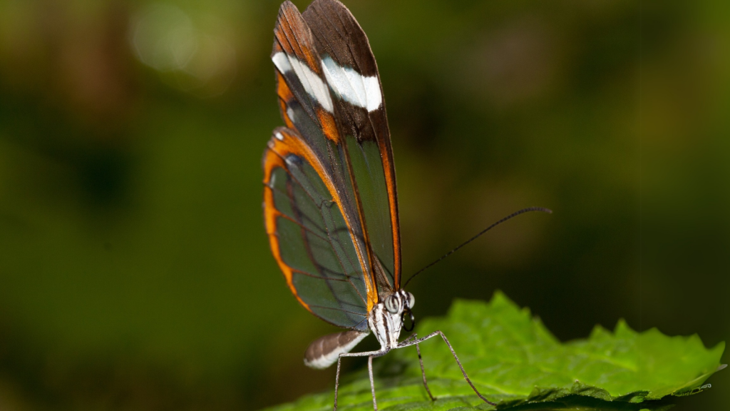 Glasswing Butterfly