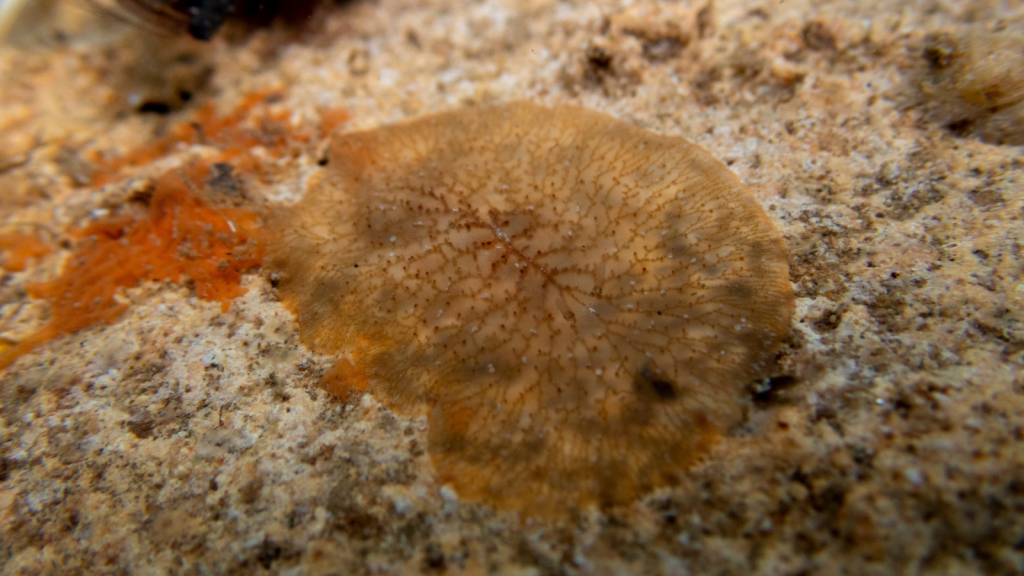 Transparent Flatworm