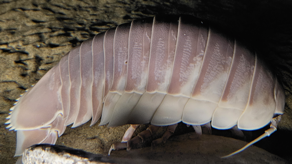 Giant Isopod