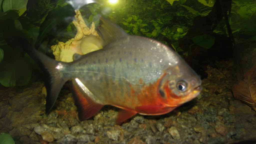 Red Bellied Pacu