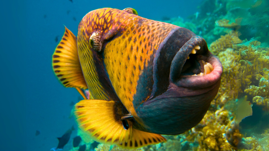 Triggerfish | Fin and Fury: 17 Most Aggressive Fish in the Seven Seas