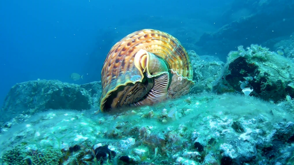 Giant Triton Snail