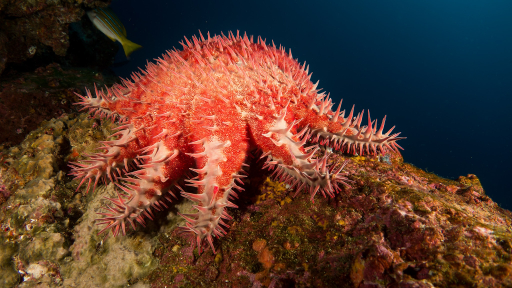 Spiny Starfish 