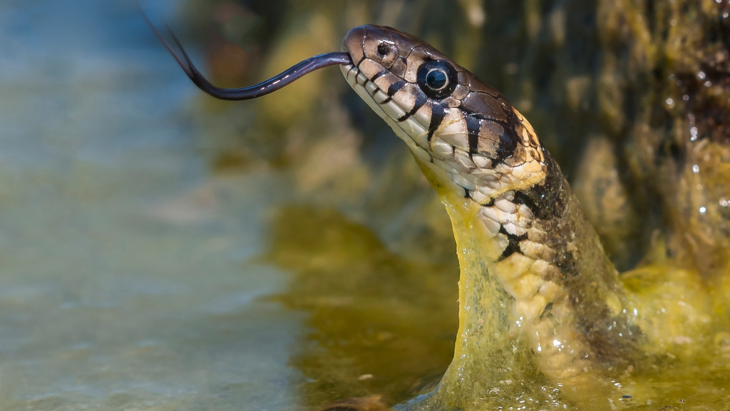 Sea Snake | 13 Unexpected Predators of the Great Barrier Reef