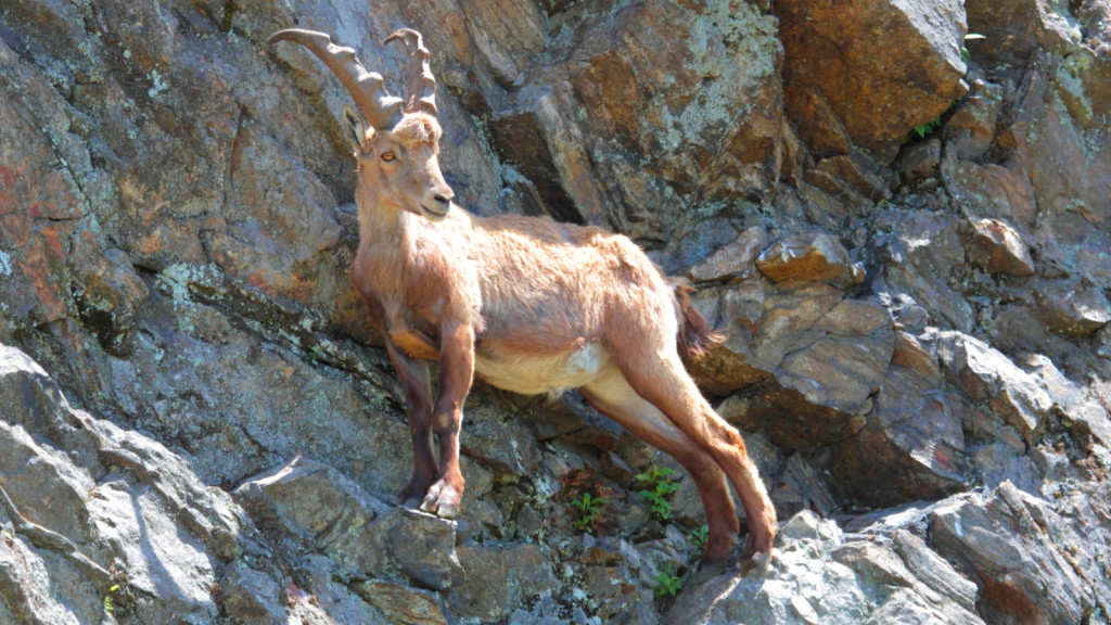 Alpine Ibex