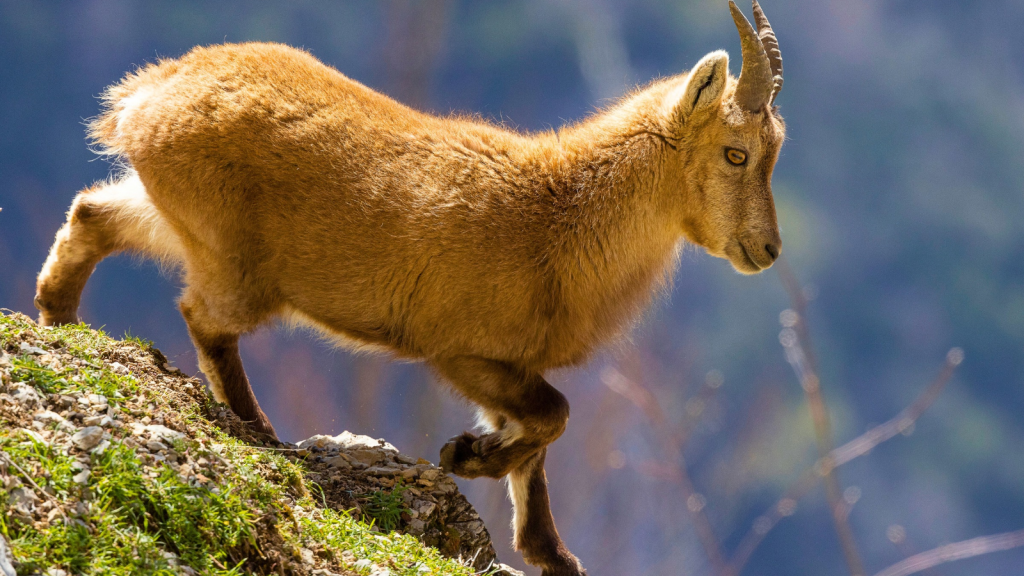 Alpine Ibex | Nature's Olympians: 17 Animals with Superhuman-Like Physical Abilities