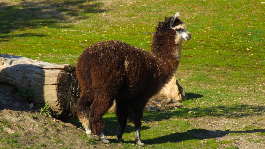 Alpaca 