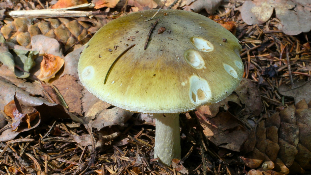 Death Cap Mushroom