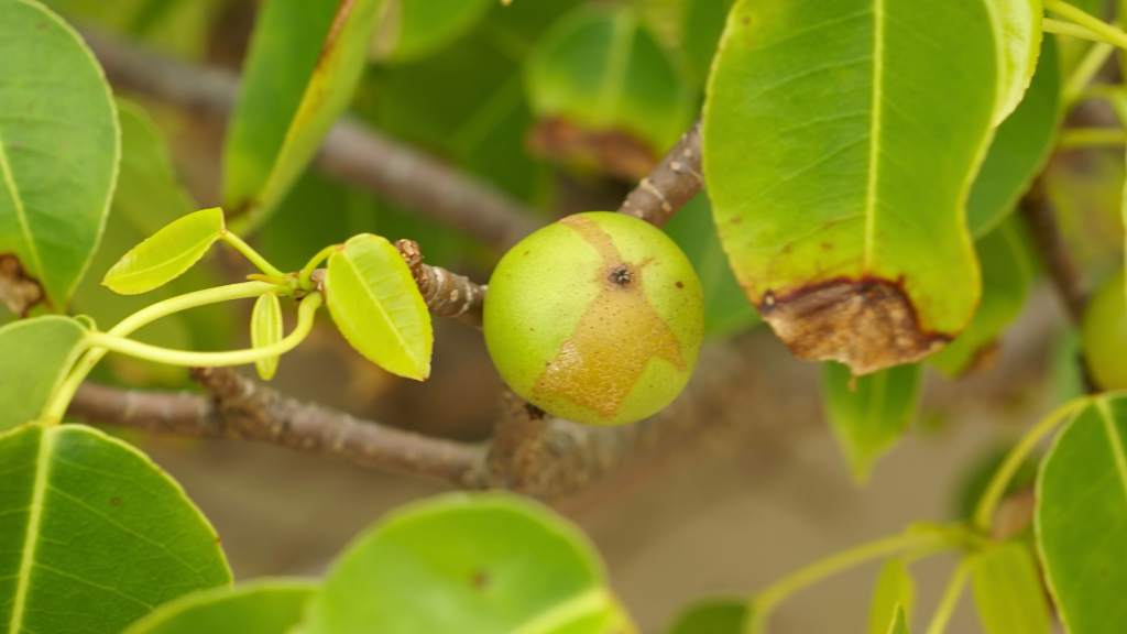 Manchineel Tree