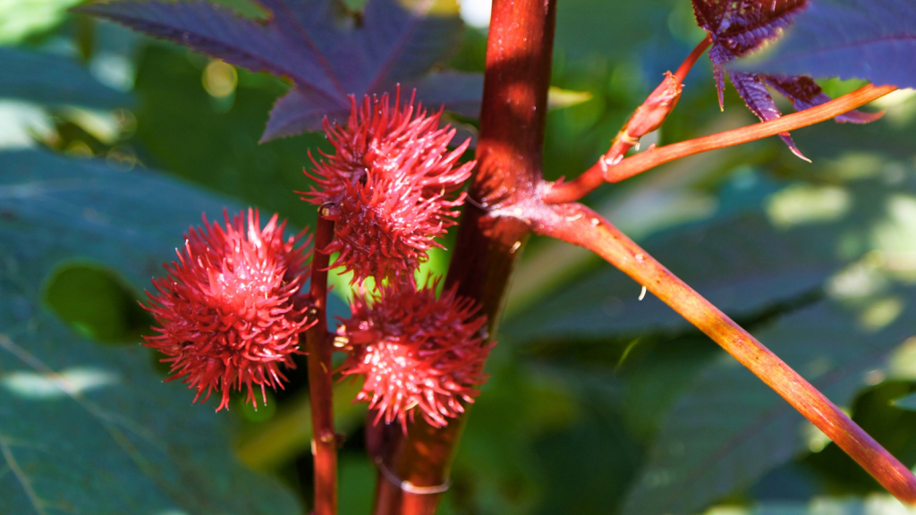 Castor Bean Plant