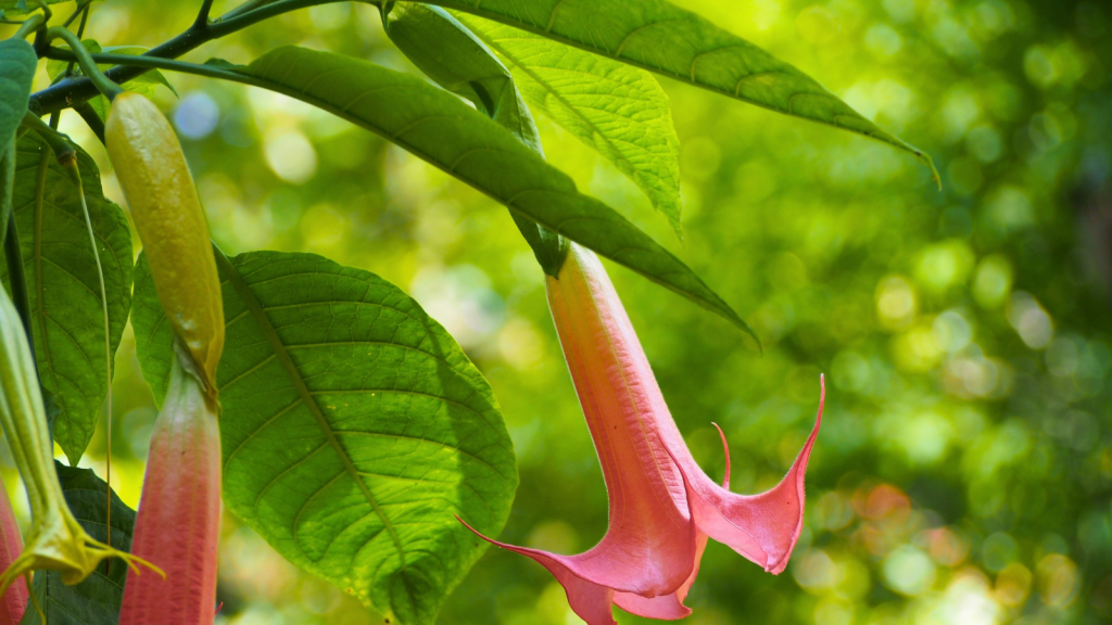 Angel's Trumpet