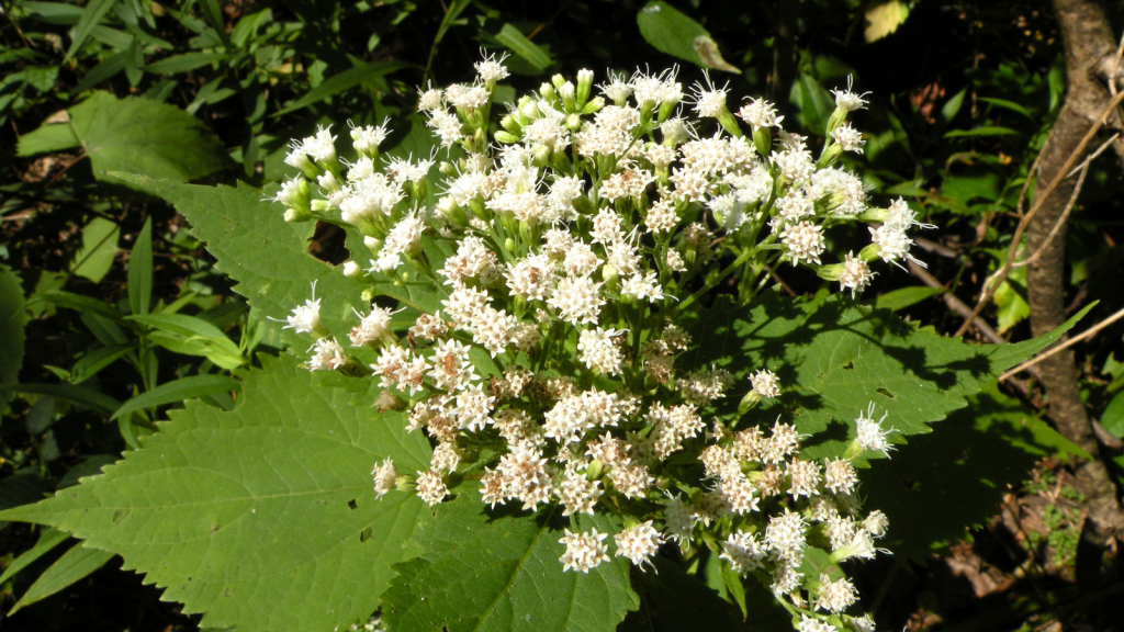 White Snakeroot