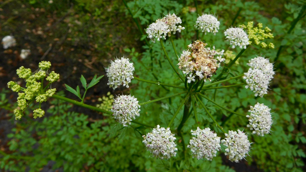 Water Hemlock