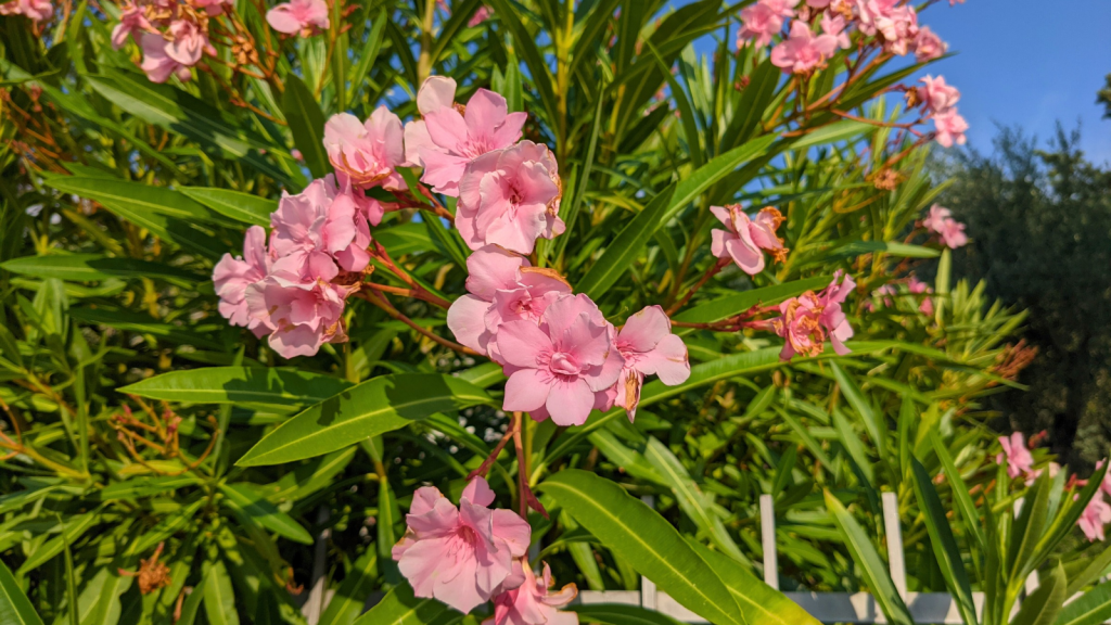 Oleander