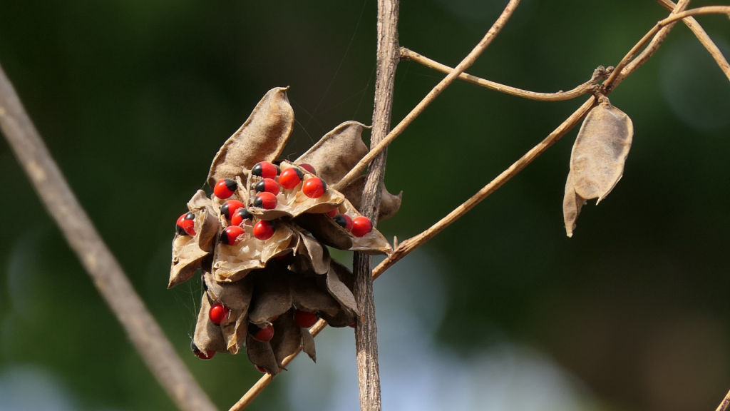 Rosary Pea