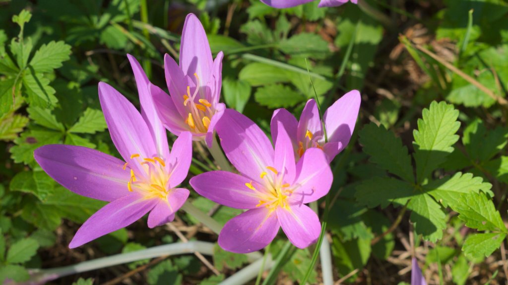 Autumn Crocus