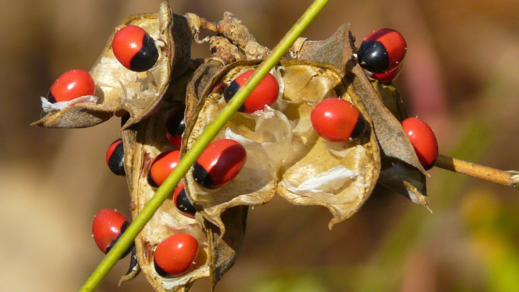 Rosary Pea | 18 Toxic Terrors: Plants and Fungi Deadlier Than Any Animal