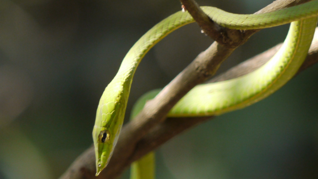 Green Vine Snake