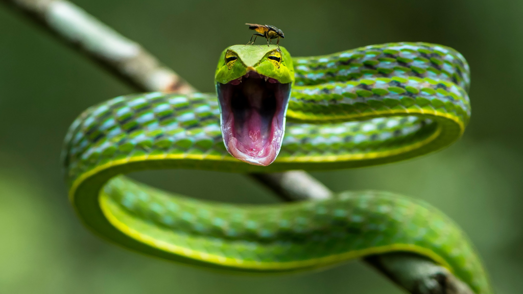 Green Vine Snake