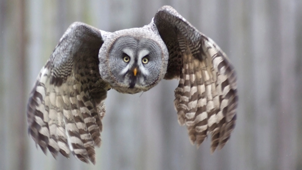 Great Grey Owl