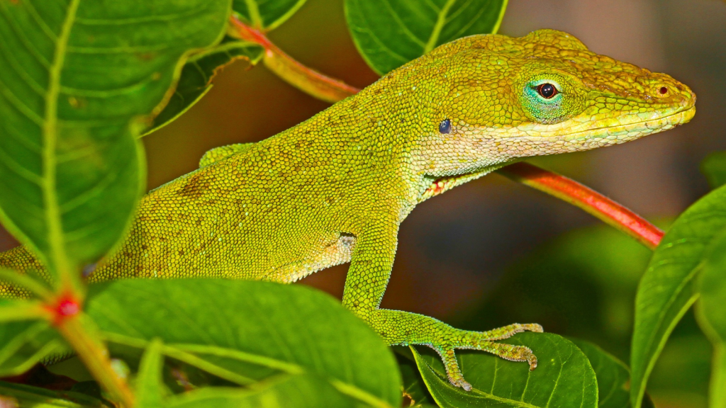 Green Anole | 10 Animals That Feast on Grasshoppers