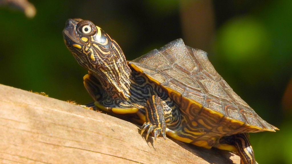 Mapa Turtle | 15 Creatures Known to Devour Freshwater Mussels