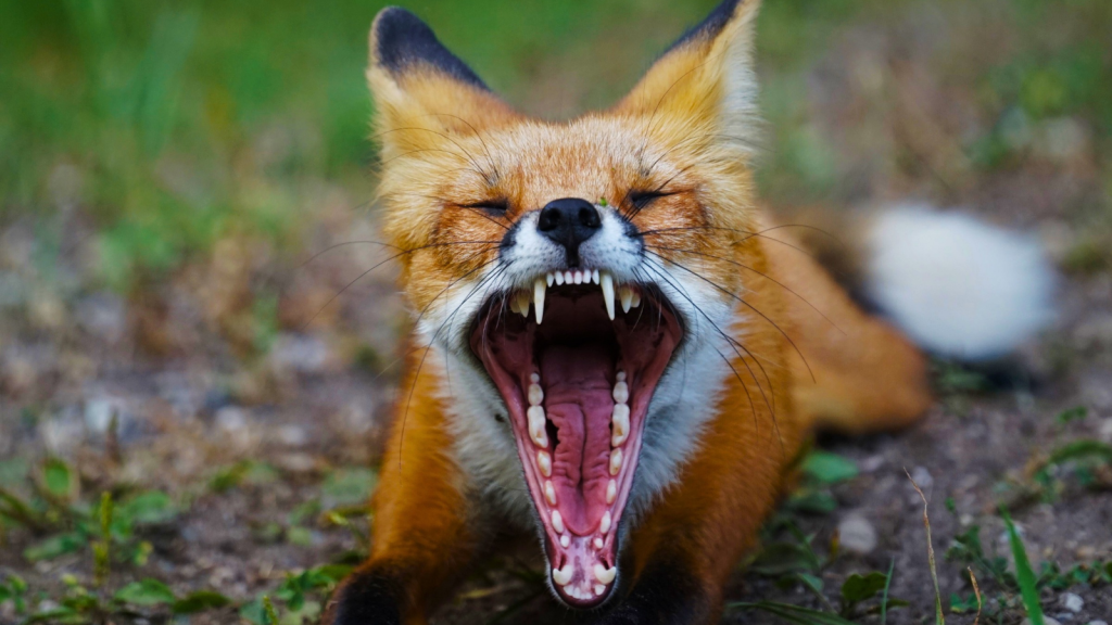 Fox Kit | 12 Creatures That Hunt Scorpions