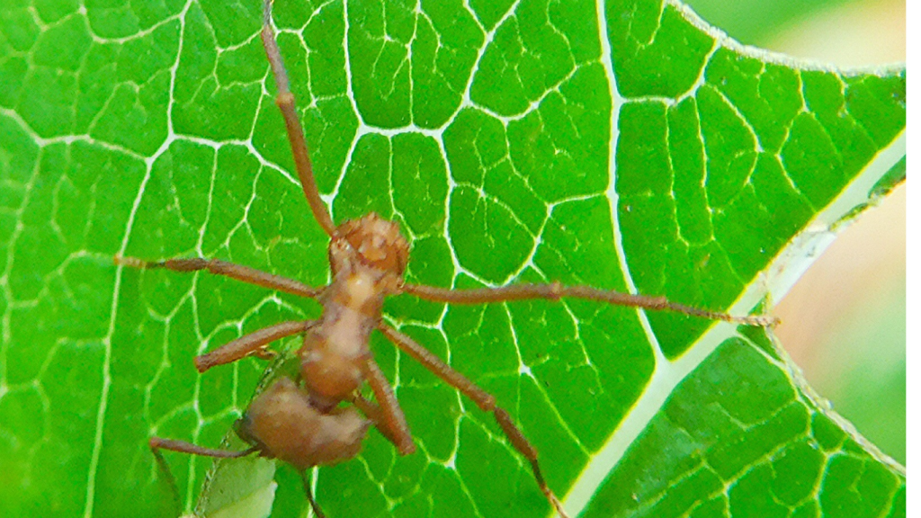 Leafcutter Ant