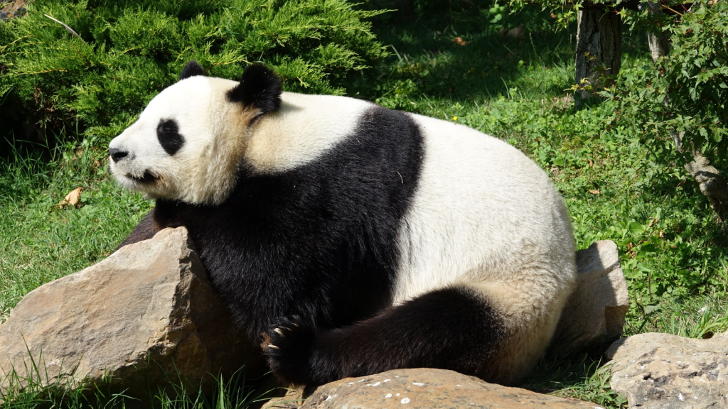 Giant Panda