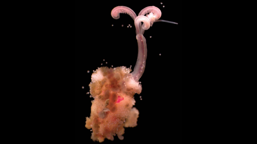 Bone-Eating Snot Flower Worm