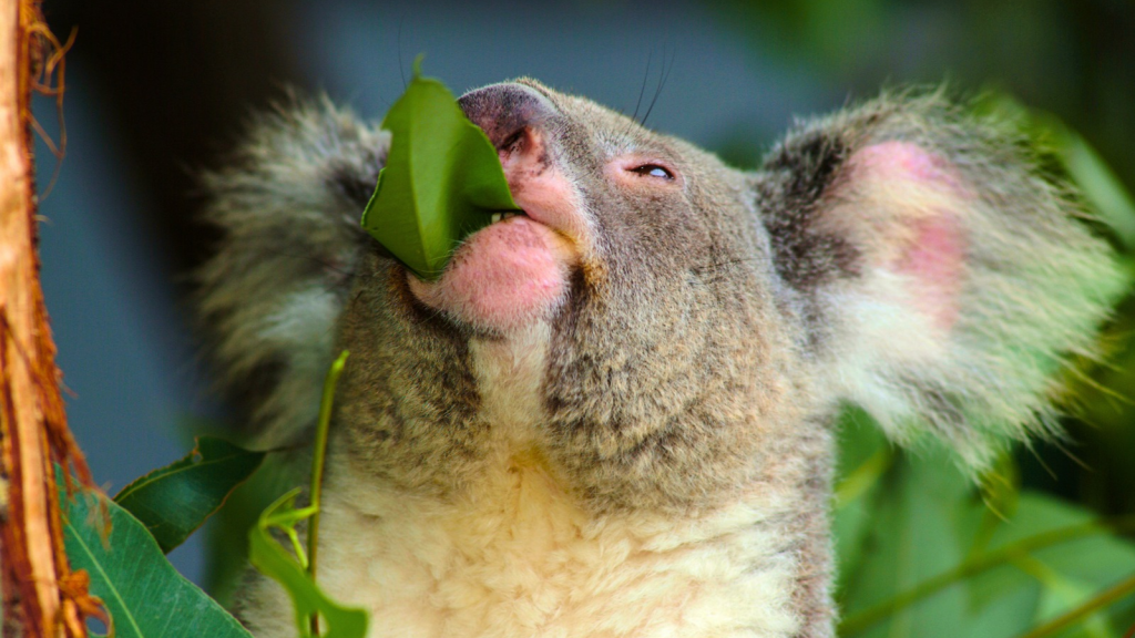 Koala | 10 Animals With Unconventional Diets You Won't Believe